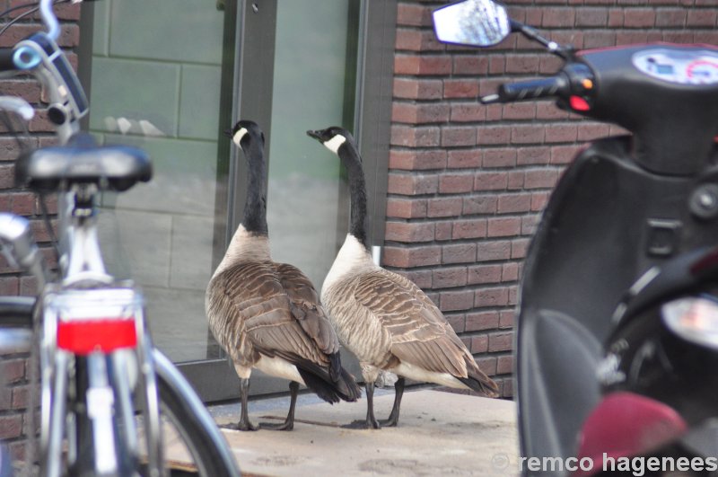 jeugdwedstrijden ADO Den Haag Zuiderpark 23 april 2016